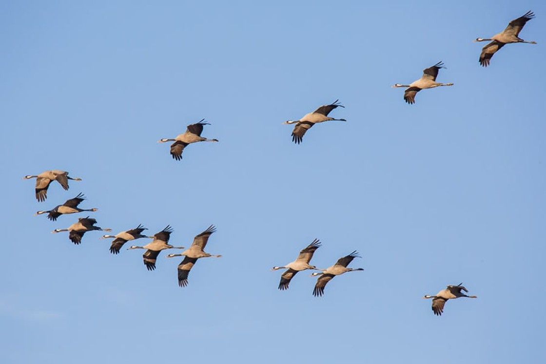 La Fiesta de Bienvenida de las Grullas mantiene su programa de actividades