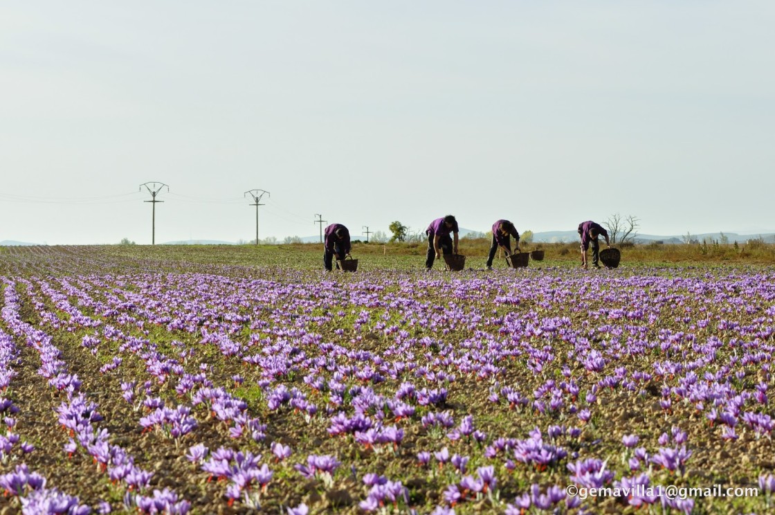 A menos de una semana de cerrar la campaña del azafrán, los resultados no acompañan
