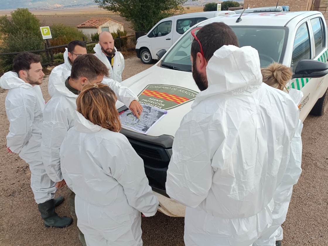 La cifra de grullas muertas en el Jiloca se eleva a 900 pese a la baja migración por las altas temperaturas