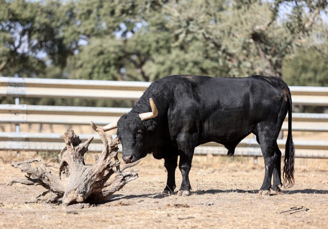 Valdefresno, una ganadería con alma  y raíces profundas del campo charro