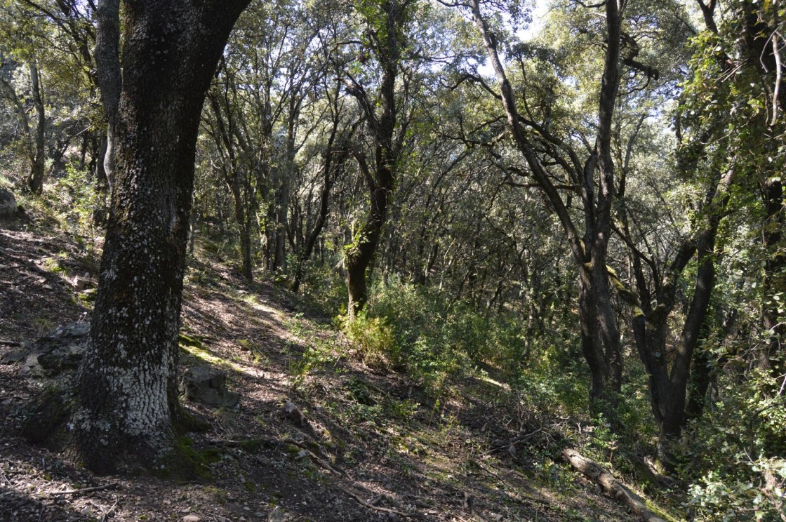 Las carrascas de más de 30 años plantadas con ayudas de reforestación se podrán arrancar