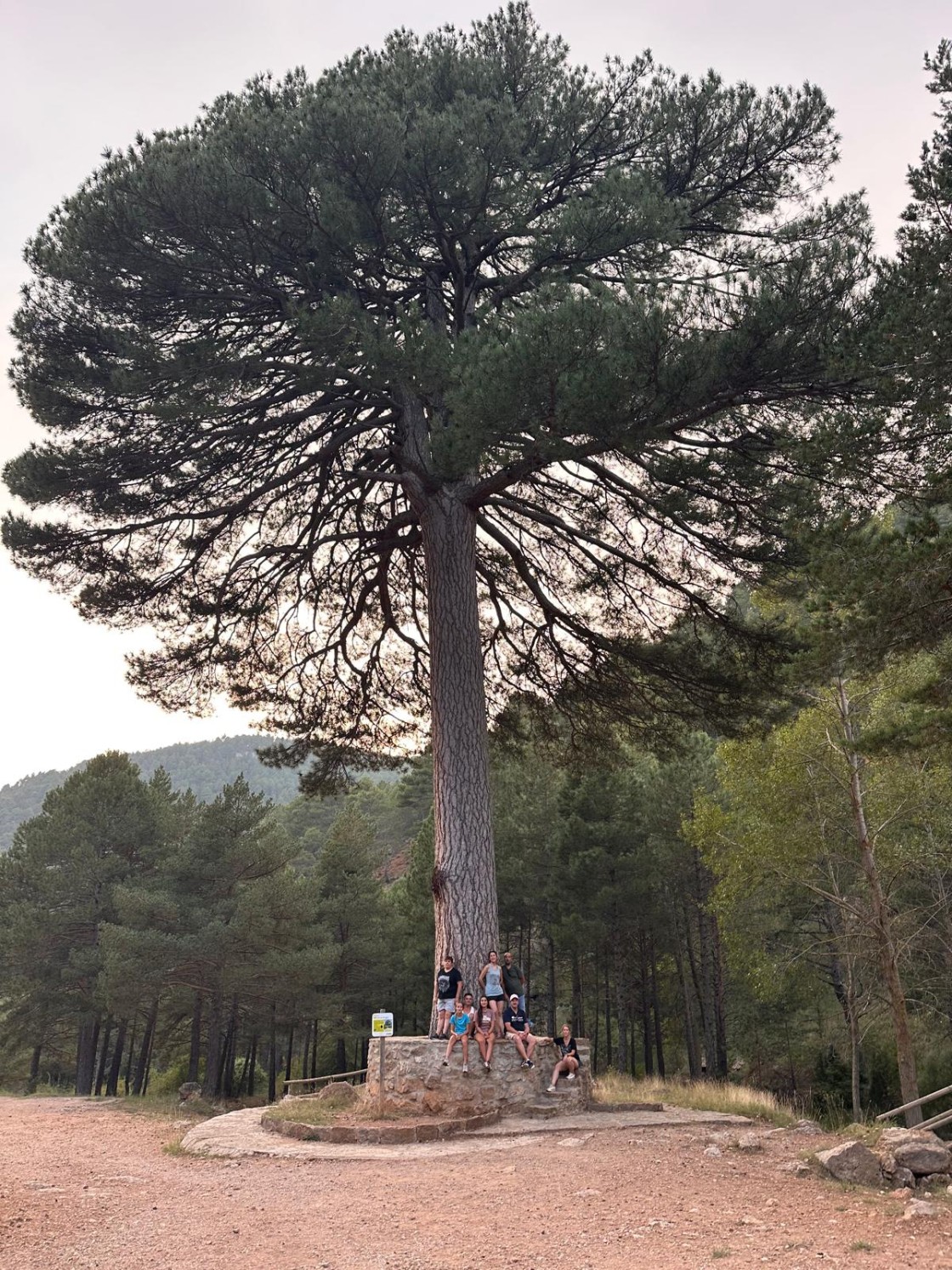 El pino El Escobón,  de Linares de Mora, candidato a Árbol del Año 2026