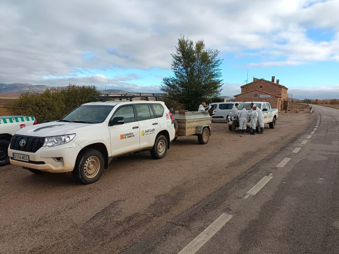 El número de grullas muertas roza el millar,  pero la incidencia cae en los últimos días