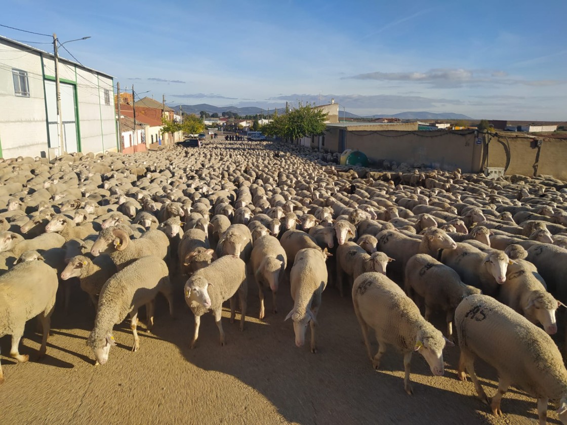 Los trashumantes de Guadalaviar  llegan ya a Jaén tras 20 días de vereda
