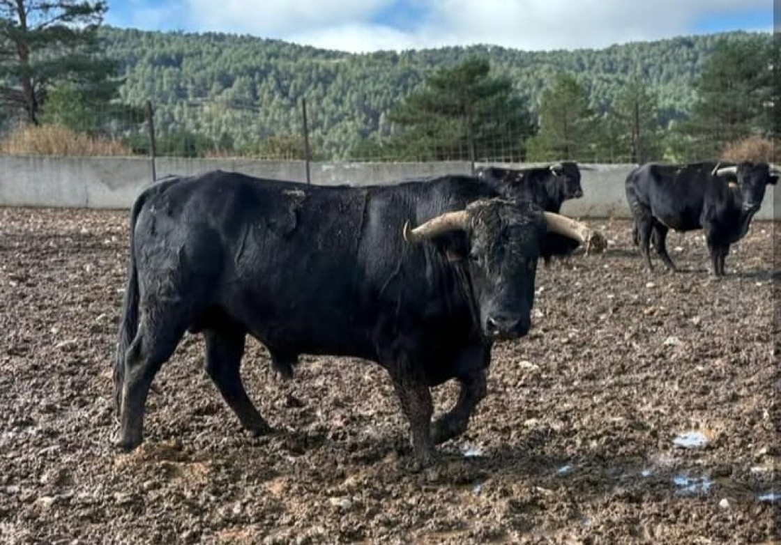 El último toro  de Gea de Albarracín será el próximo 6 de diciembre