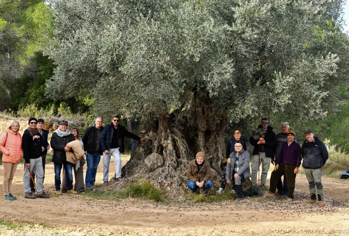Nace la Asociación de Oliveras Singulares de Aragón para conservar el patrimonio olivarero