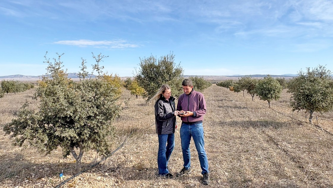 Teruel se erige como patria de la trufa negra mundial con 10.400 hectáreas de carrascas