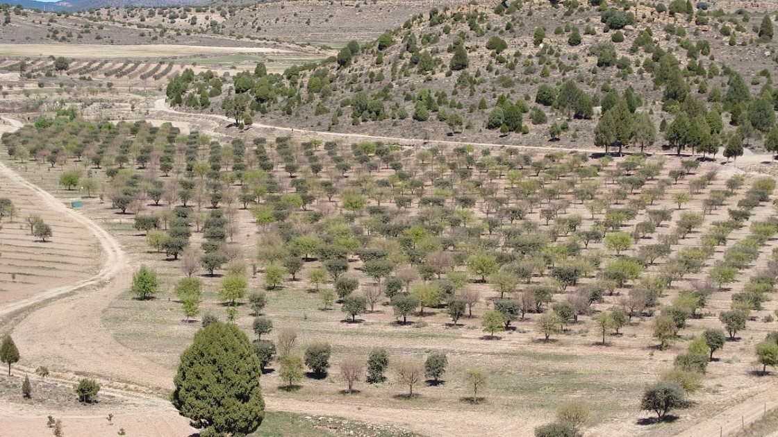 La provincia, referente en el modelo de truficultura debido a la profesionalización