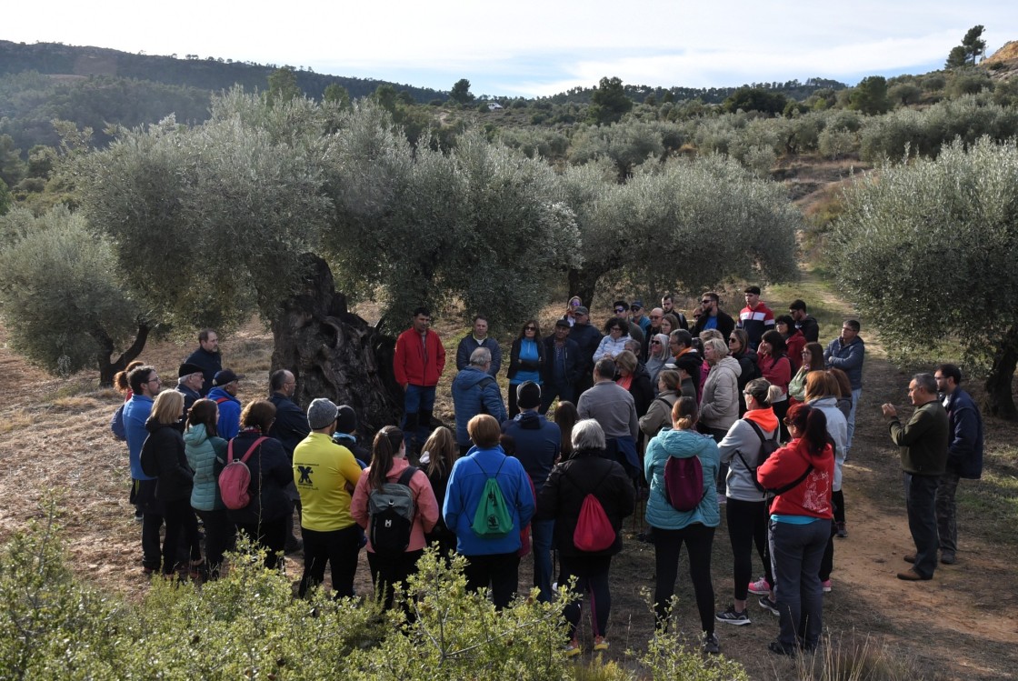 La cooperativa de Alcorisa estrena sala de catas y ruta a una olivera milenaria