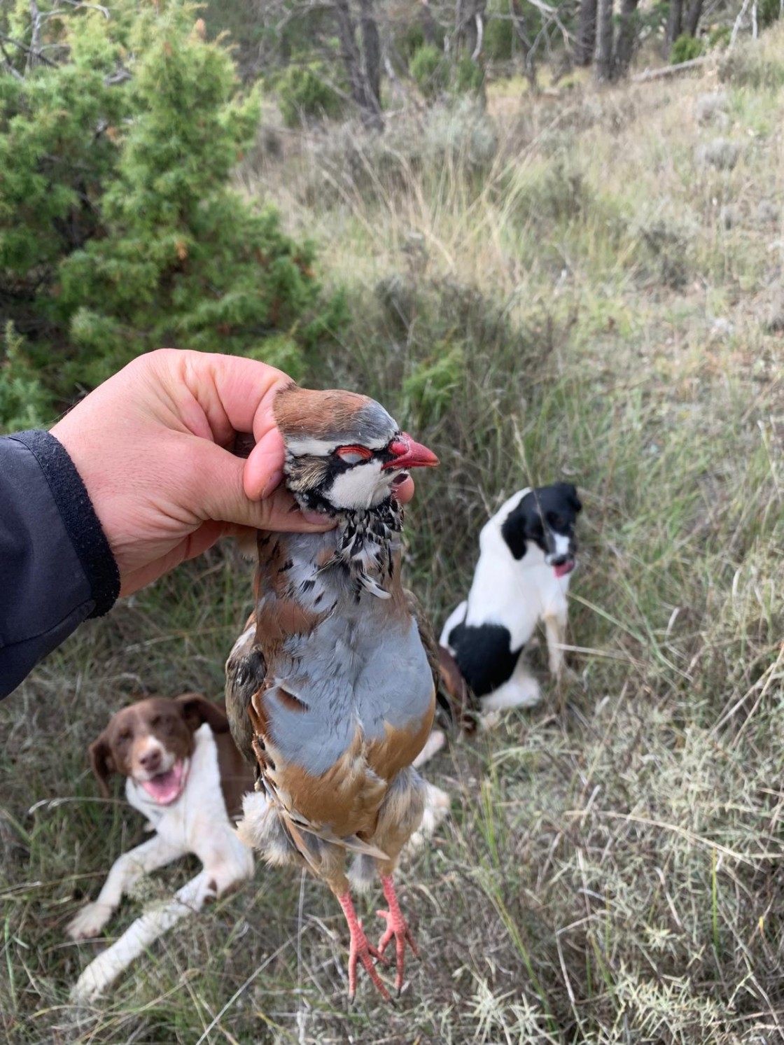 La Federación de Caza descarta patologías en las perdices de Teruel