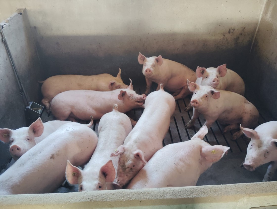 Los ganaderos turolenses, en alerta máxima, extreman las precauciones ante la PPA