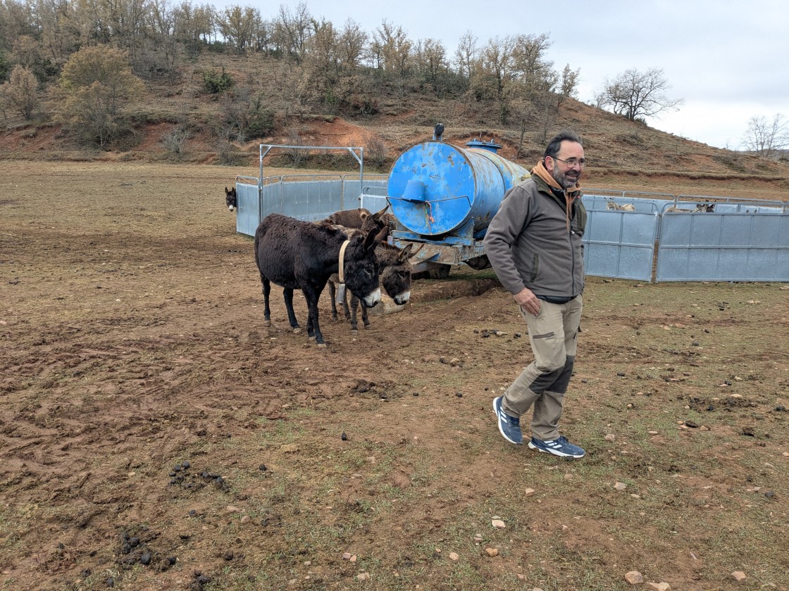 Medio centenar  de ‘burros bomberos’ limpian el monte en Torre los Negros