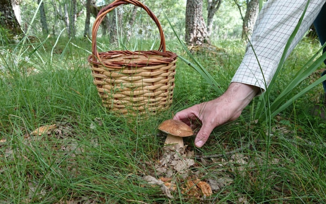 La Comarca Sierra de Abarracín adjudica la realización de seis rutas micológicas audio-guiadas