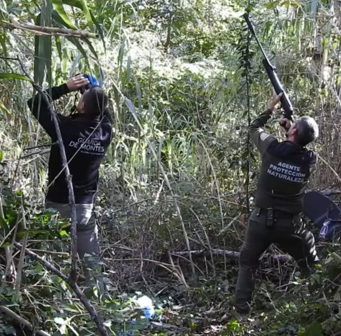 Localizan hasta nueve nidos de avispa asiática en Alcañiz desde el verano