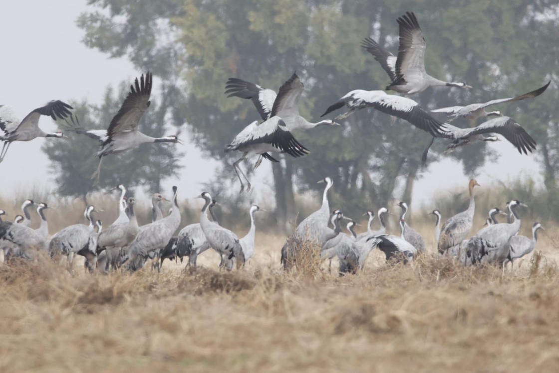 Baja la migración de grullas por la gripe aviar mientras los visitantes de la laguna se mantienen