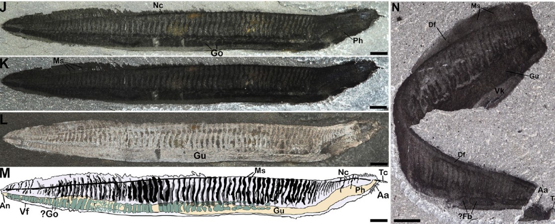 Una investigación sobre el origen de la estructura corporal de los cordados primitivos gana el concurso internacional de Investigación en Paleontología 2025