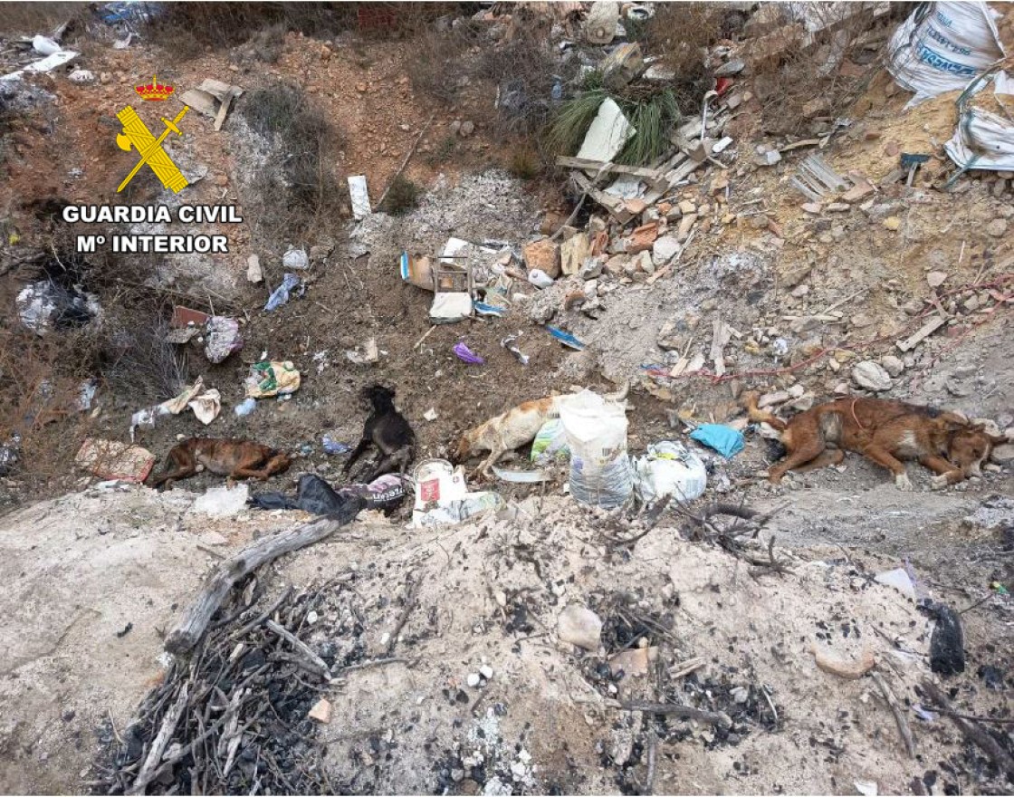 Investigado un vecino de Albentosa por la muerte a tiros de cuatro perros