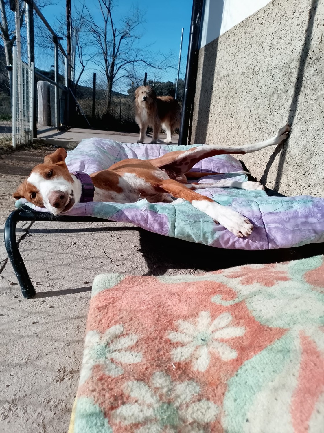 La protectora de animales Huellas Mineras nace para atender a perros abandonados con más eficiencia