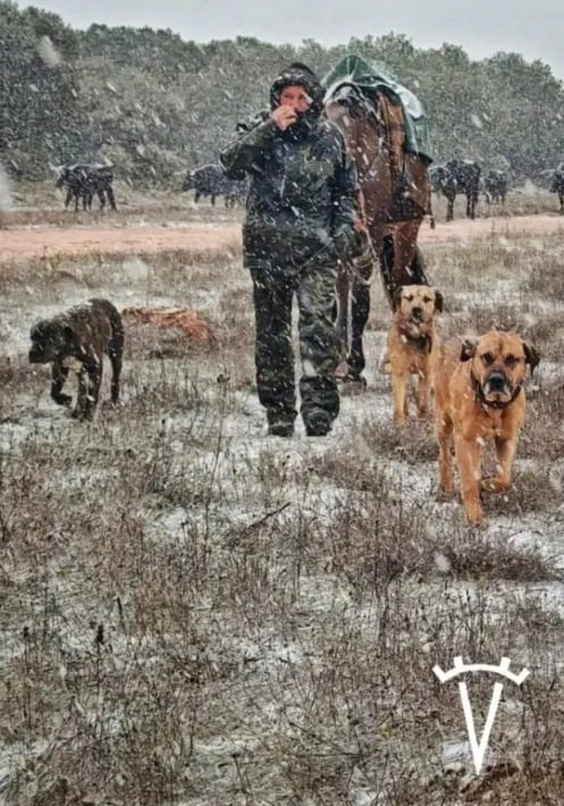 Los animales de la ganadería de Alicia Chico llegan a Jaén tras la vereda