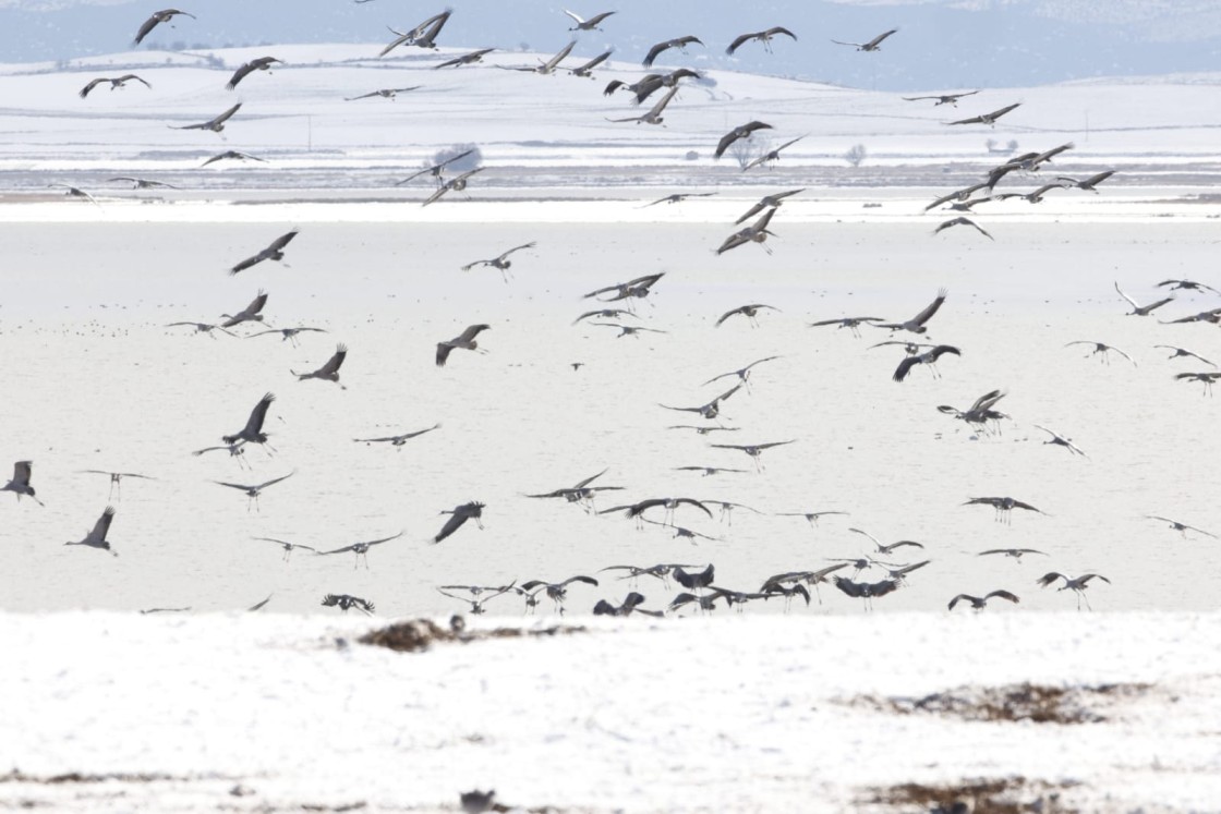La gripe aviar reduce en 50.000 grullas el número de invernantes en España