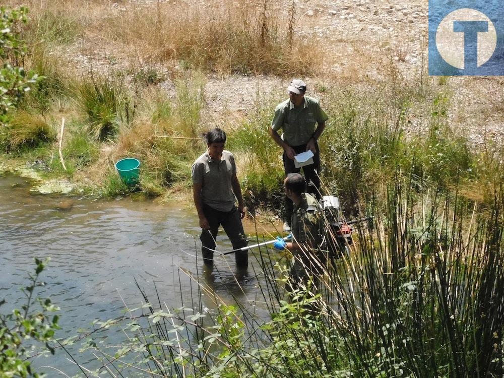 Detectan peces y cangrejos rojos muertos en el río Mijares
