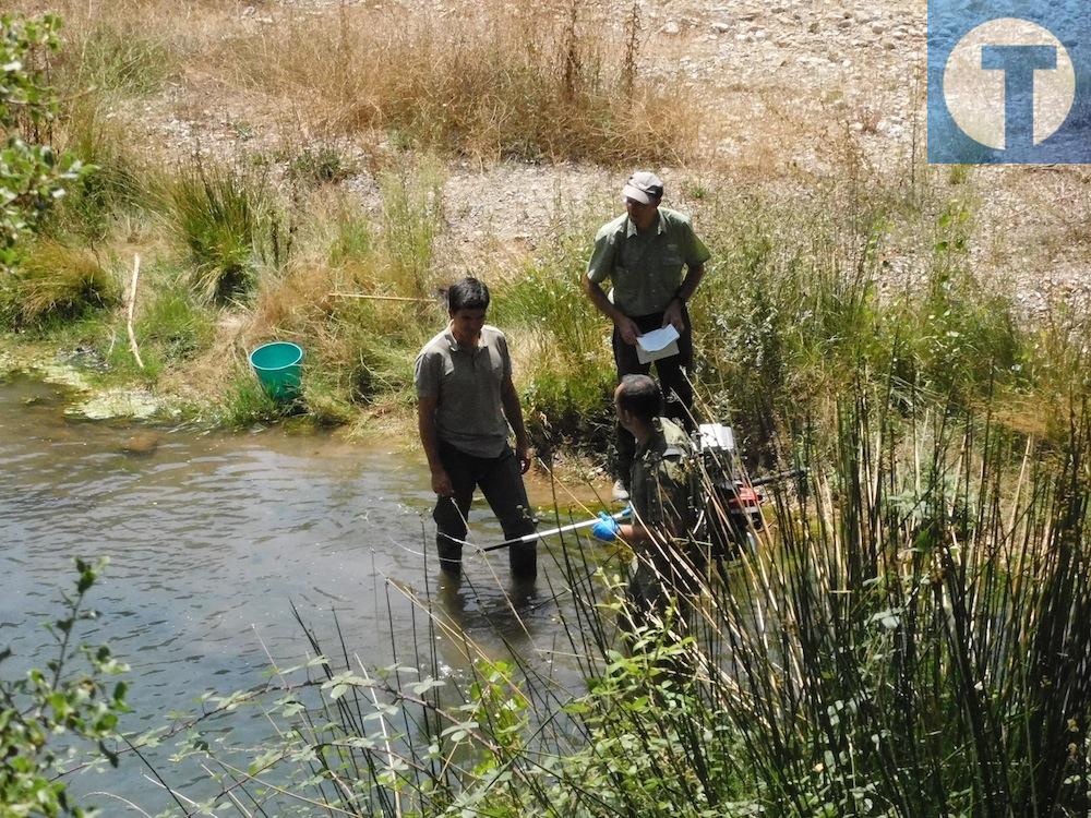 Detectan peces y cangrejos rojos muertos en el  río Mijares