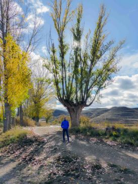 El chopo cabecero, modelo para conservar el patrimonio natural