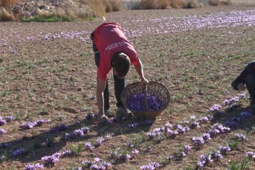 La campaña del azafrán termina con una producción menor que en 2016