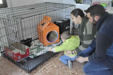 Proyecto Gato encuentra hogar para tres cachorros felinos abandonados