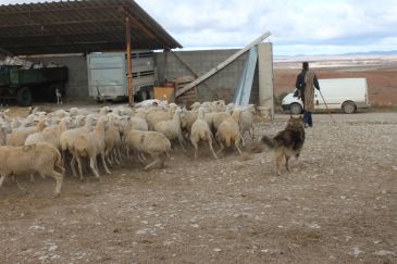 El relevo generacional llega al sector agrícola y ganadero en el Jiloca