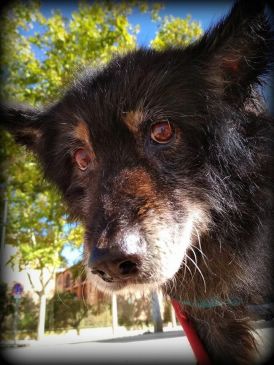 Risto, un ancianito abandonado con una segunda oportunidad