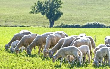 El Gobierno de Aragón publica una convocatoria que amplía la cuantía de las solicitudes para la modernización de las explotaciones agrarias en Teruel