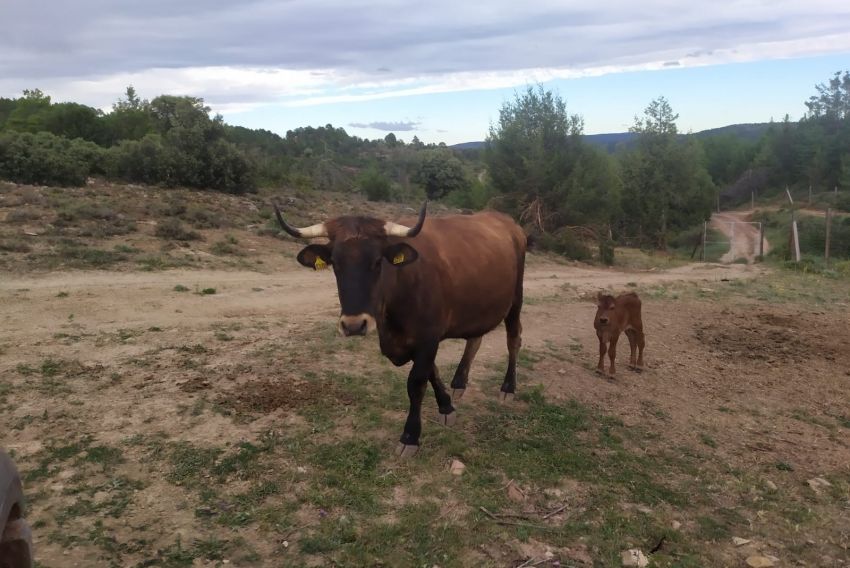 Nace en el parque de fauna de La Maleza de Tramacastilla el primer tauro de España