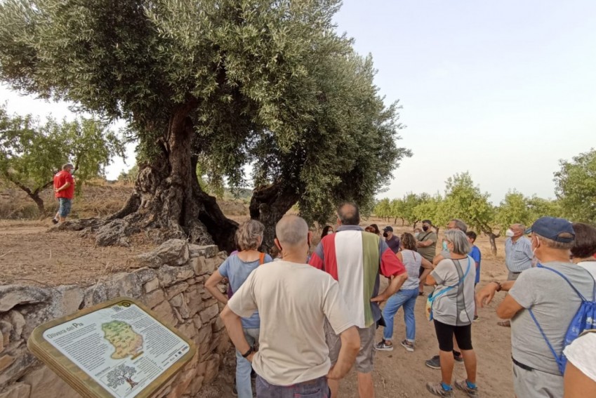 La Portellada conoce la Olivera del Plà, un ejemplar centenario que se protegerá