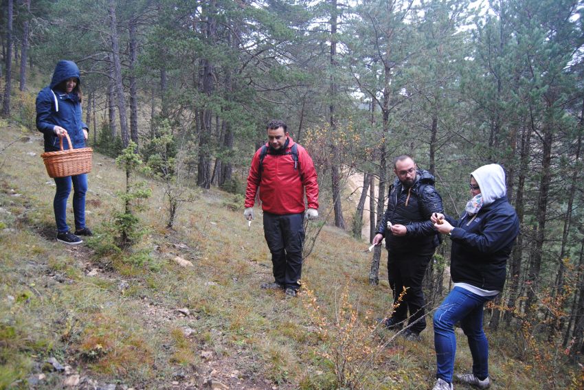 Gúdar enseña qué setas se pueden coger y las formas para comerlas