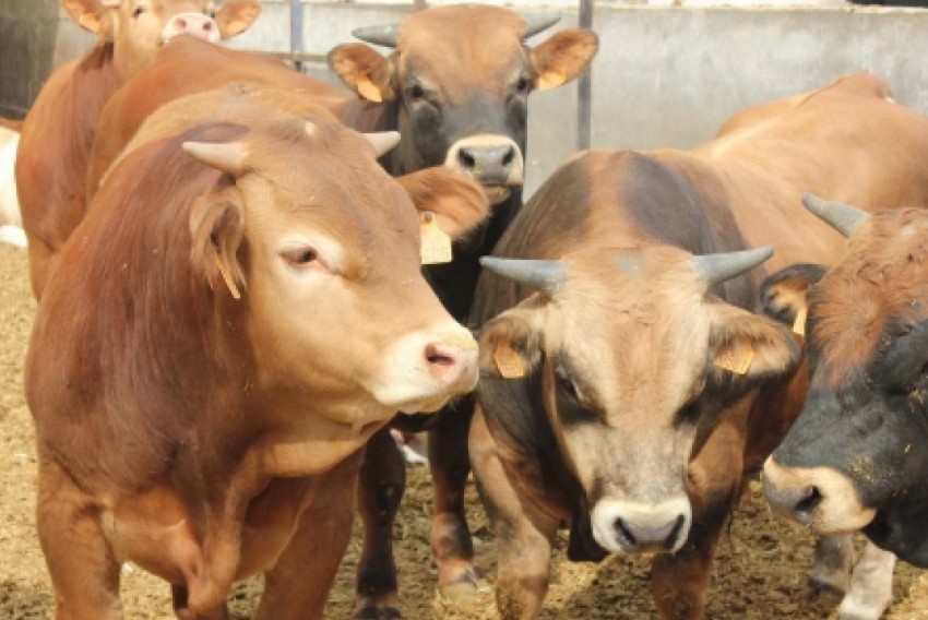 Los agricultores y ganaderos turolenses tendrán una ayuda complementaria a través del Fite