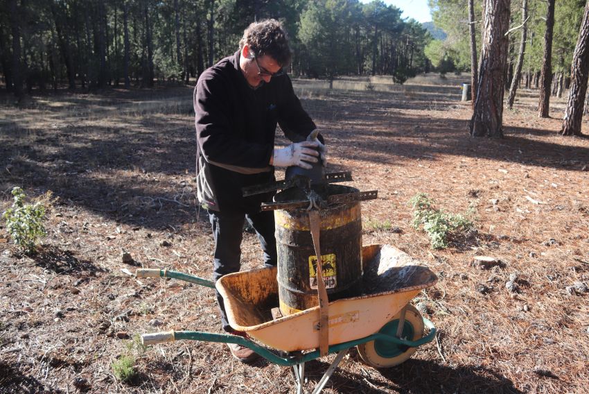 Un nuevo productor asegura la explotación de la resina en los pinares de Rodeno