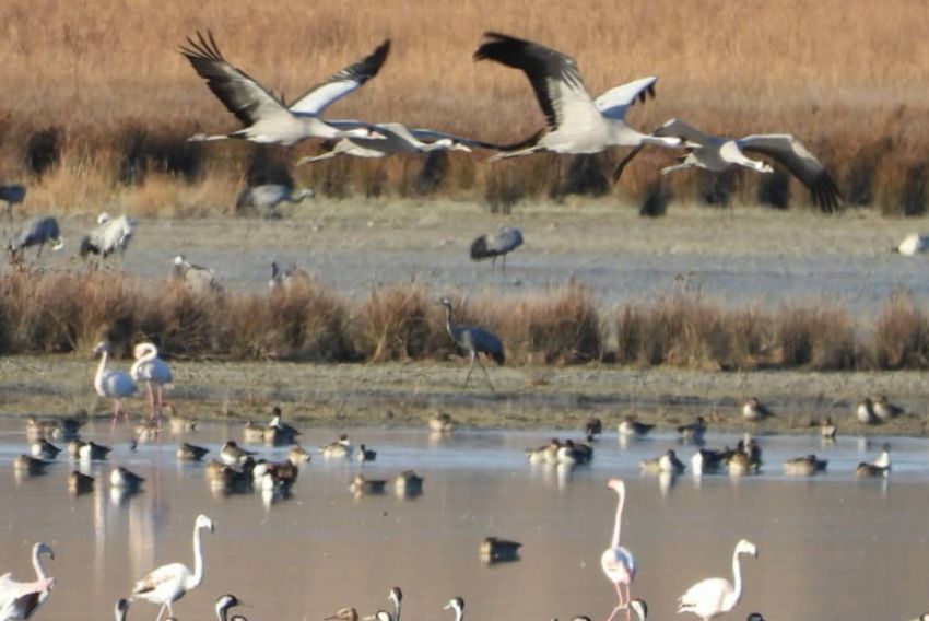 Más de 19.000 grullas descansan ya en la Reserva Natural de la laguna de Gallocanta