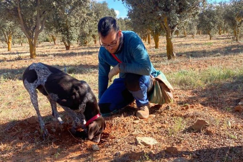 La potencia de la trufa en Teruel se condensa en 9.292 hectáreas cultivadas en los términos de 159 municipios