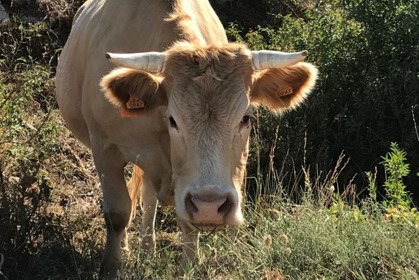 La carne
