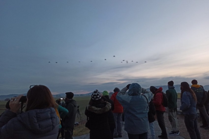 18.300 grullas se censan para su 24 fiesta de despedida de la laguna de Gallocanta