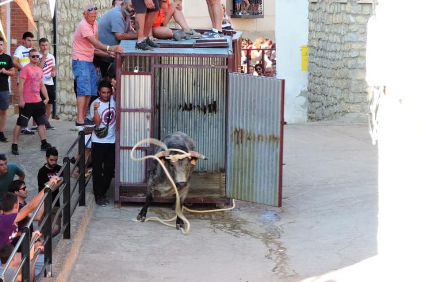 El toro de Royuela