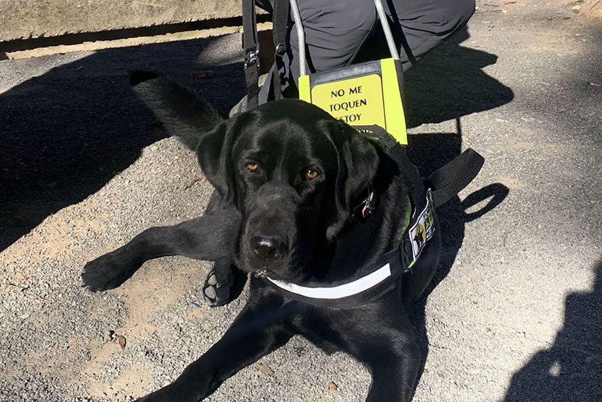 Xabat, el perro guía del turolense Alberto Villalba, reclama su derecho de acceso al transporte público