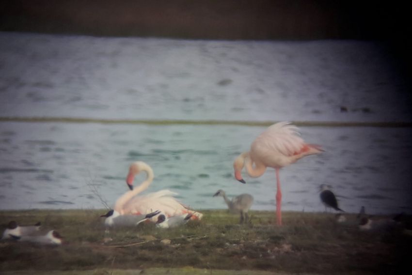 Los primeros polluelos de flamenco ya han nacido en la laguna de Gallocanta