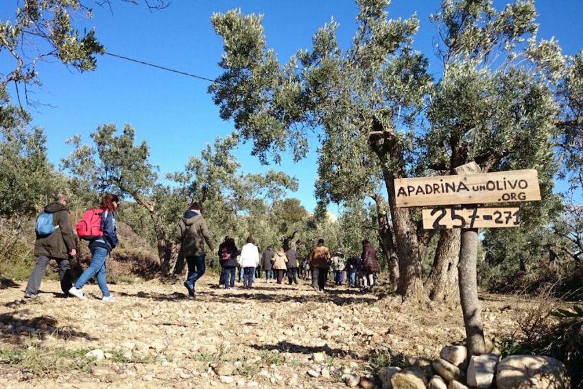 Apadrinaunolivo.org contratará una nueva empleada si consigue 600 nuevos padrinos