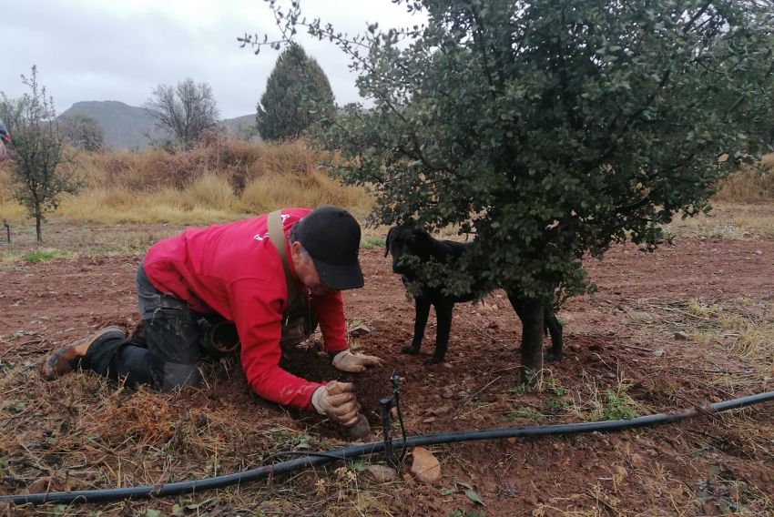 La trufa de Teruel inicia el trámite para obtener una IGP que revalorice el producto