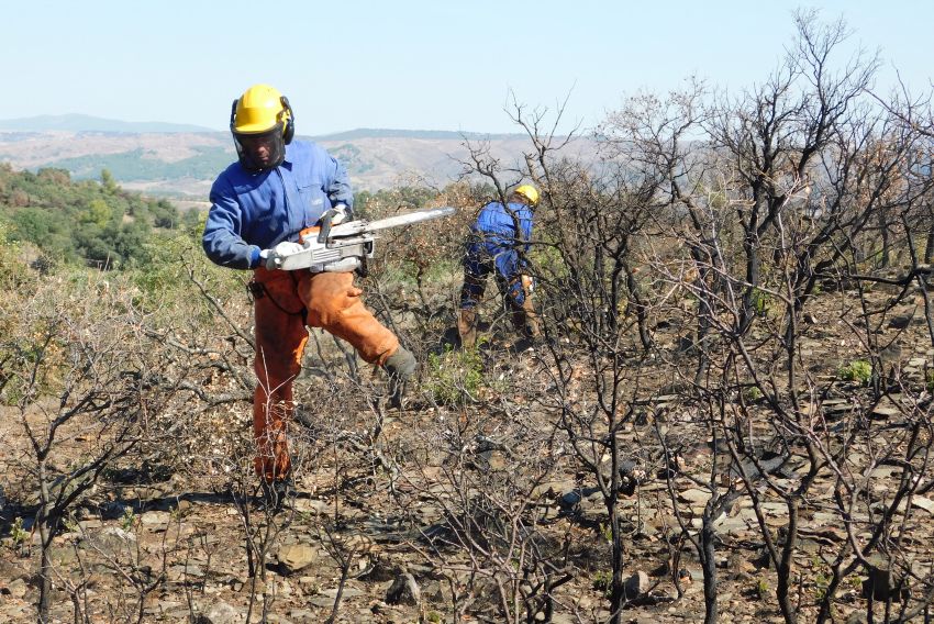 Los trabajos de restauración por el incendio en la zona de Castejón de Tornos costarán unos 400.000 euros