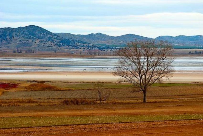 Salidas al campo, talleres y arte para recibir a las grullas en Gallocanta el 5 de noviembre