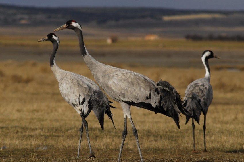 La llegada de las grullas a la laguna de Gallocanta atrae turistas de Francia, Inglaterra, Holanda y Bélgica