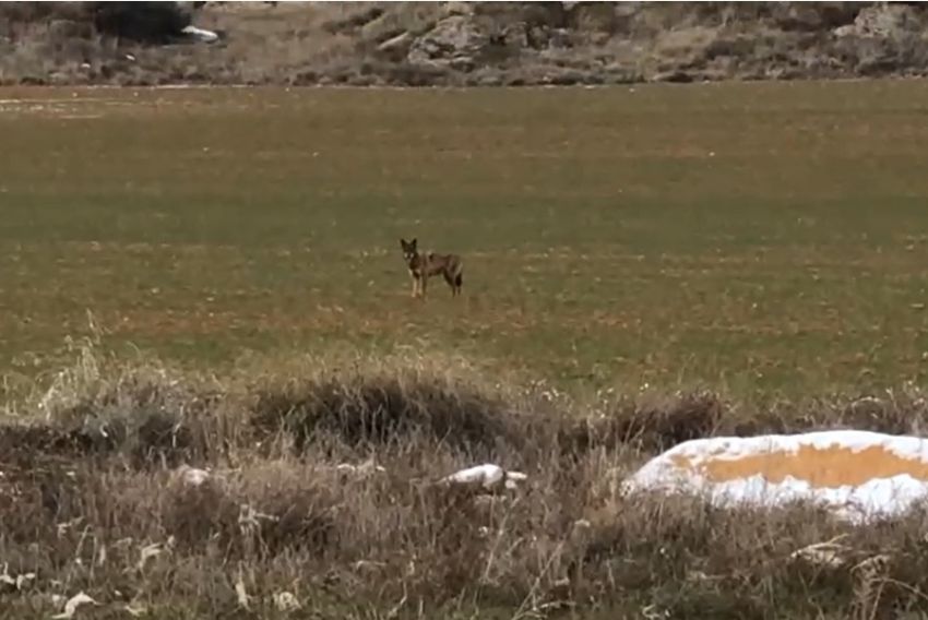 Los ganaderos del Bajo Aragón se plantean ya medidas de protección del ganado ante la presencia del lobo